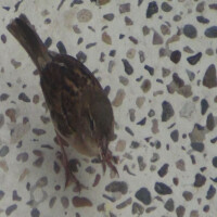 Birdway