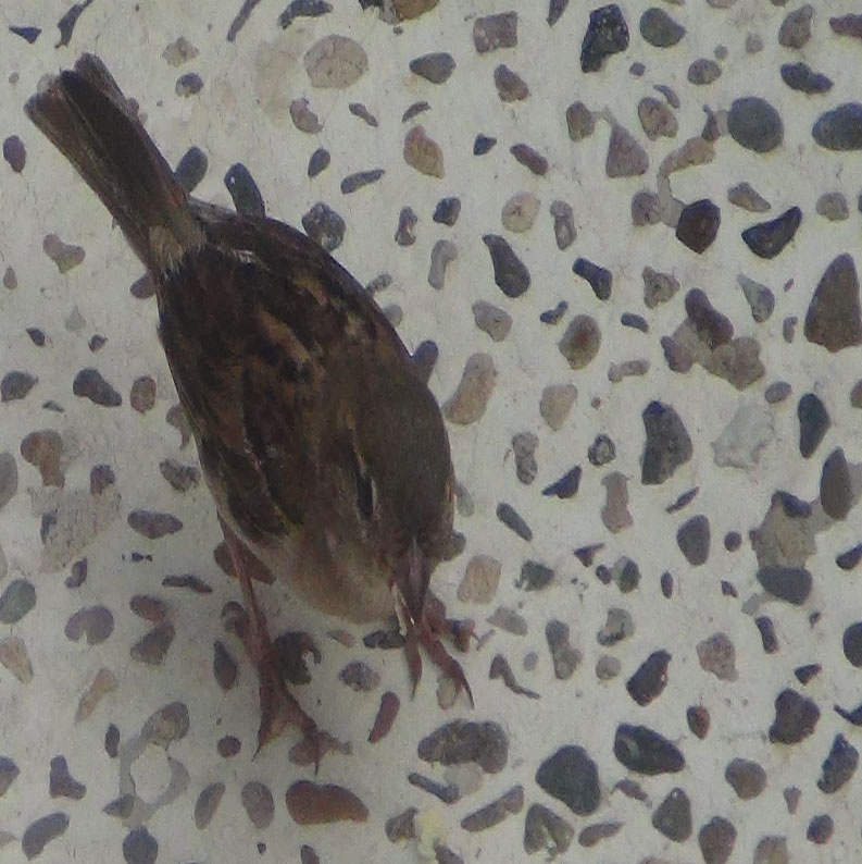 Birdway