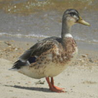 Seagulway
