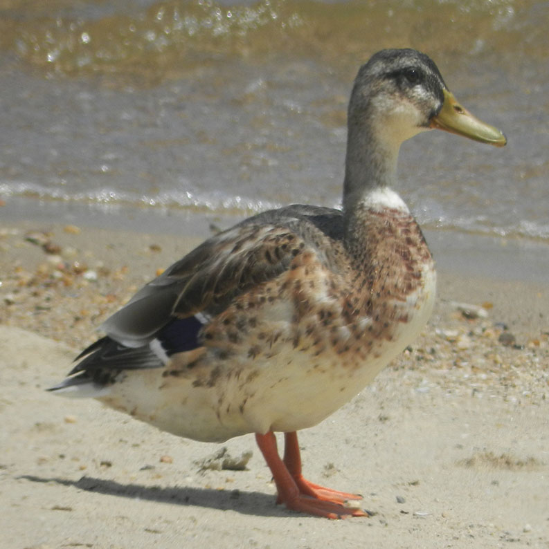 Seagulway