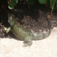 Iguanaway