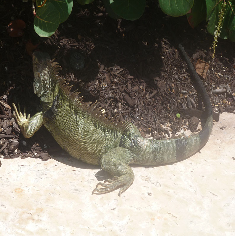 Iguanaway