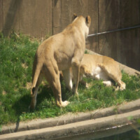 Lionway